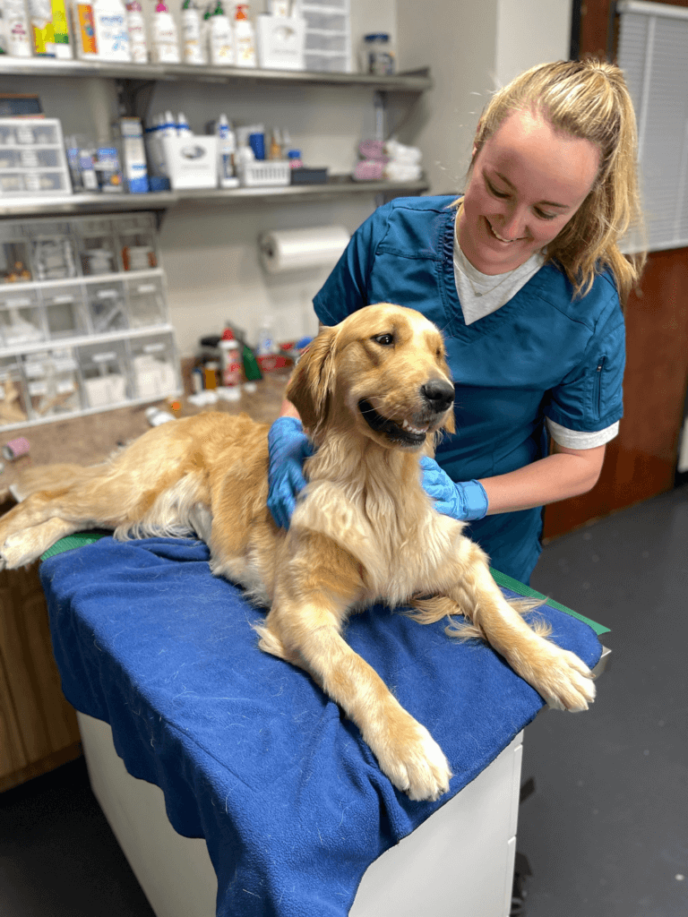 A golden retriever on a table being examined by a veterinarian. 