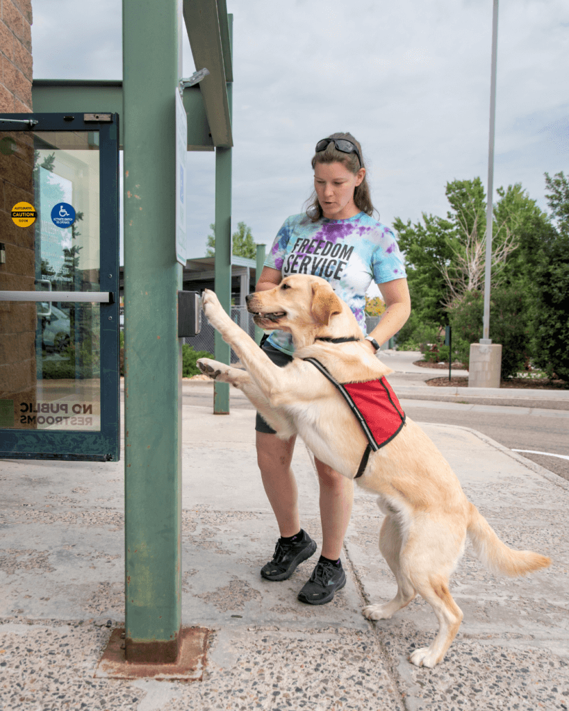Freedom Service Dog Golden Retriever Labrador Retriever cross pressing an automatic door button with his trainer.