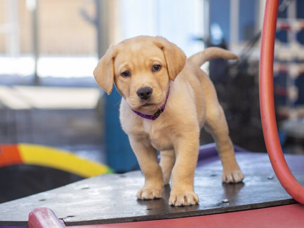 Yellow Labrador Retriever puppy training to be a Freedom Service Dog.