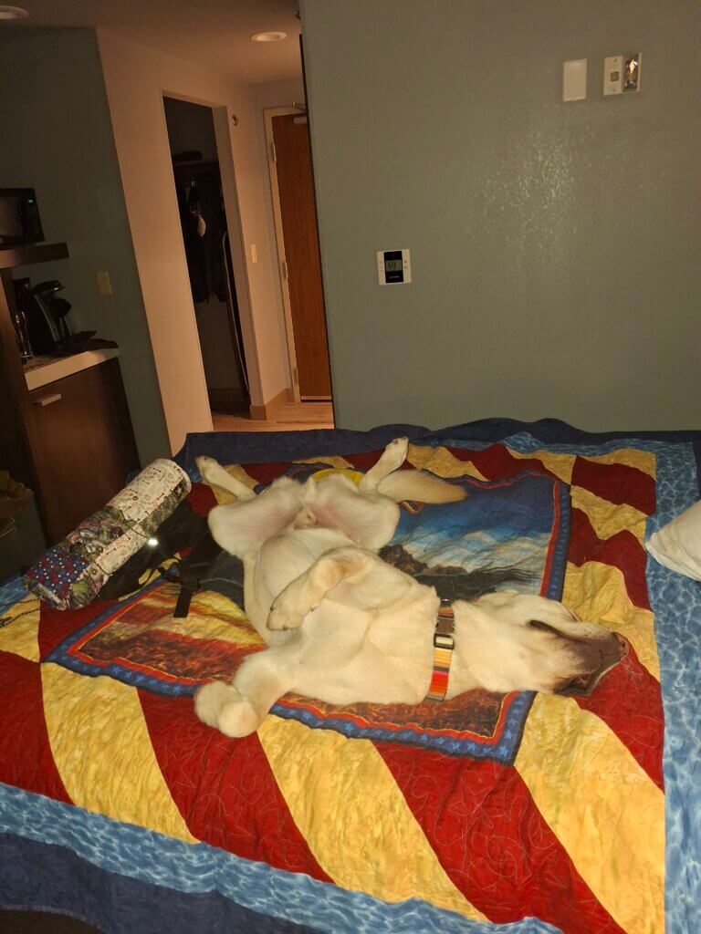 Yellow Labrador Retriever laying on his back on a bed. 