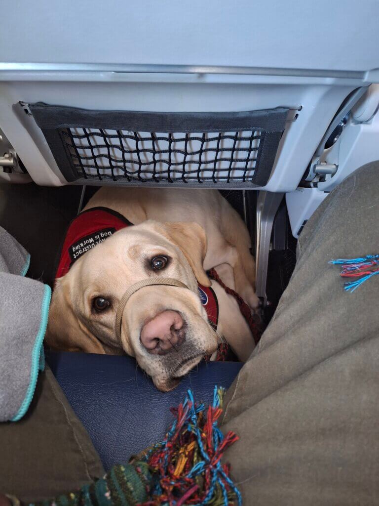 Yellow Labrador Retriever wearing a Freedom Service Dogs vest. Service dog is sitting on an airplane. 