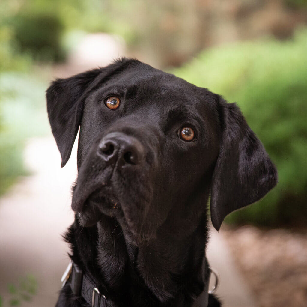 A black Labrador retriever head looking at the camera with a bright, curious expression.