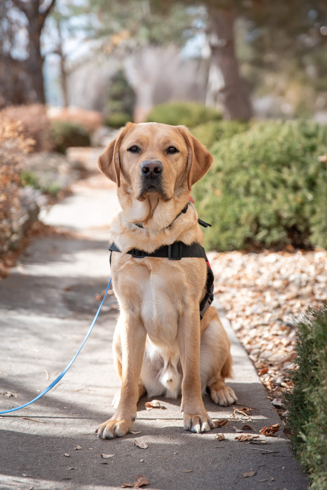 Dijon, a yellow Labrador Retriever, wearing a vest and sitting on a path.