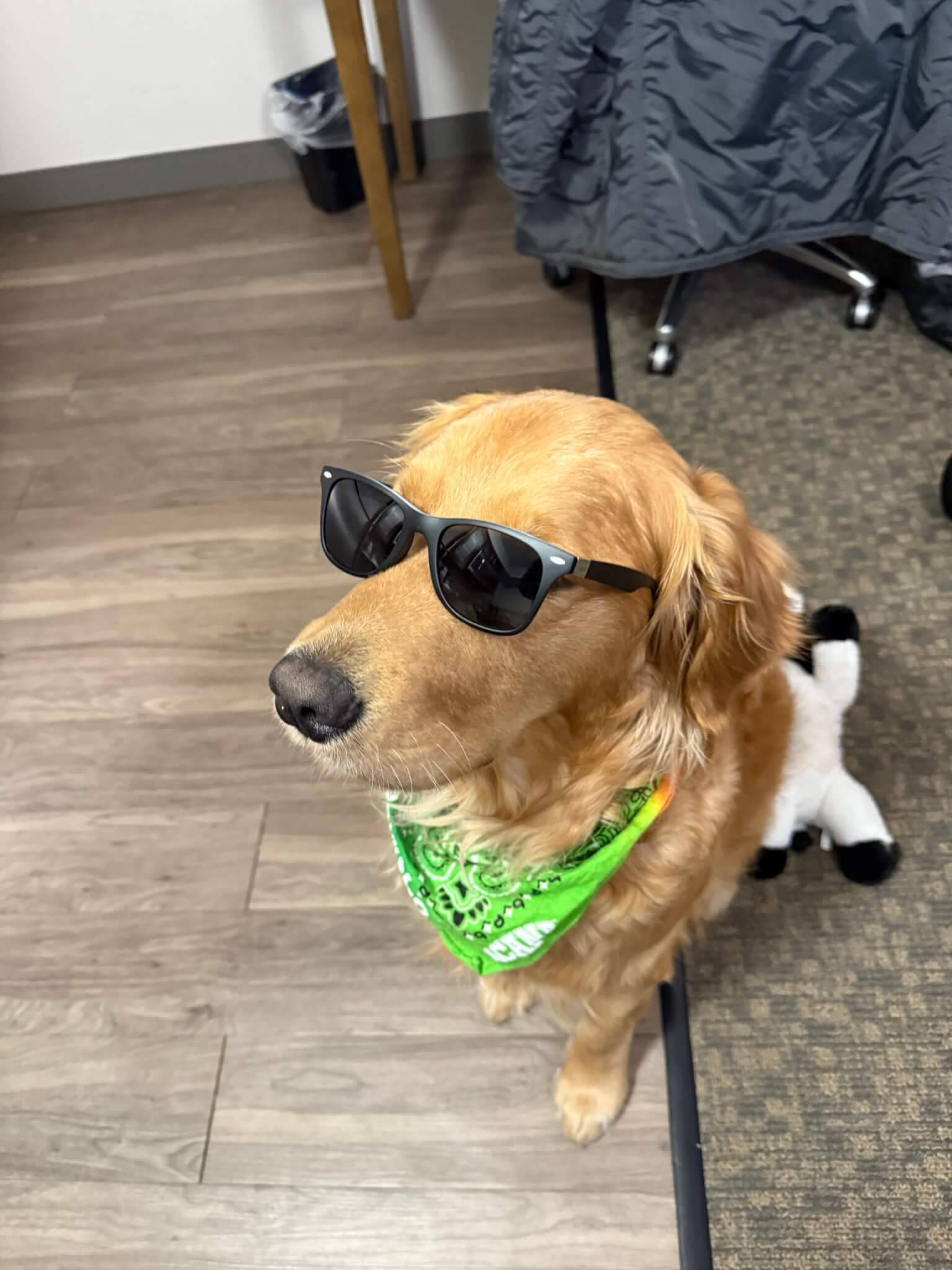 Mushu, a golden retriever, wearing a green bandana and sunglasses.