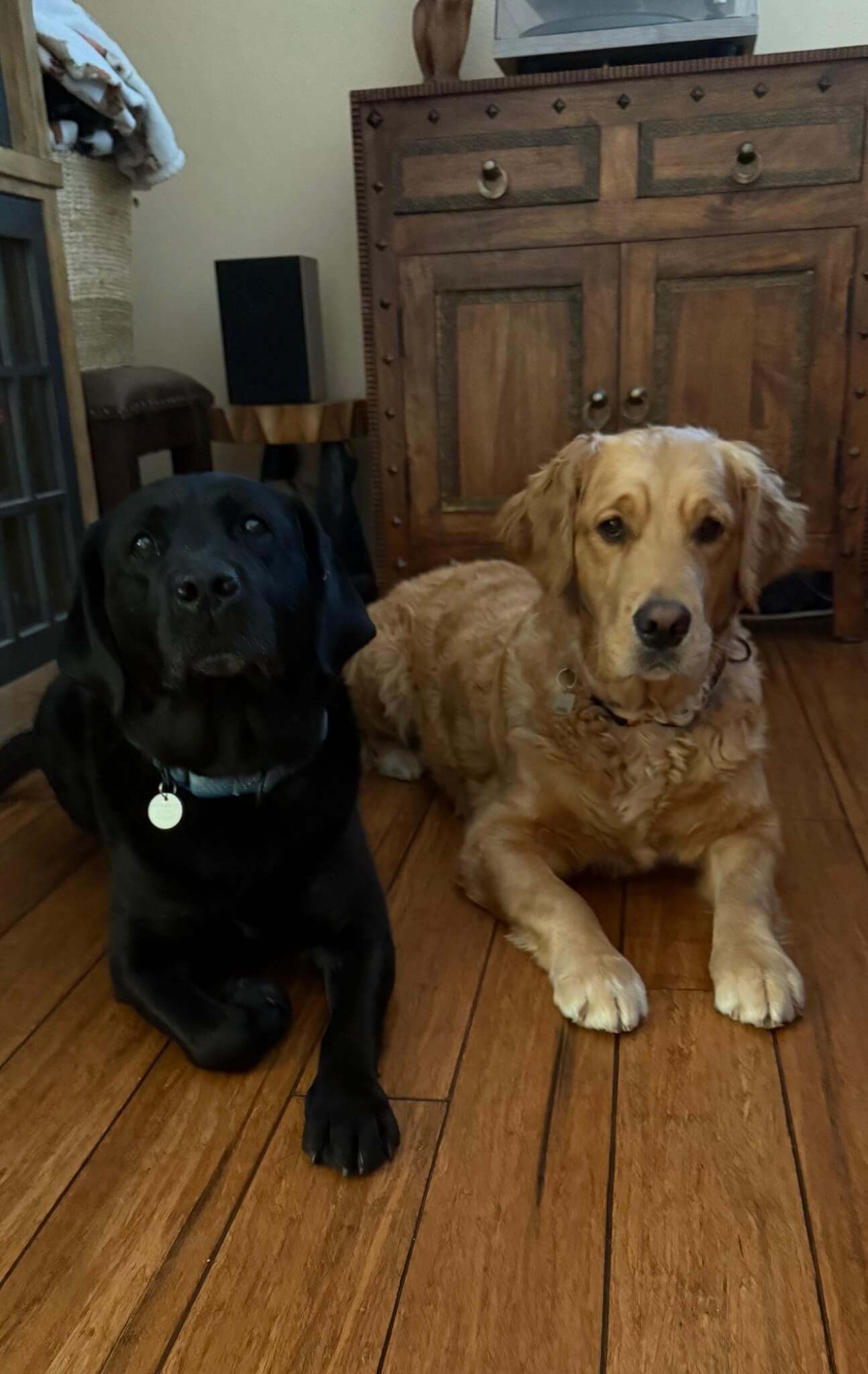 Mushu, a golden retriever, laying beside Cayenne, a black Labrador Retriever.