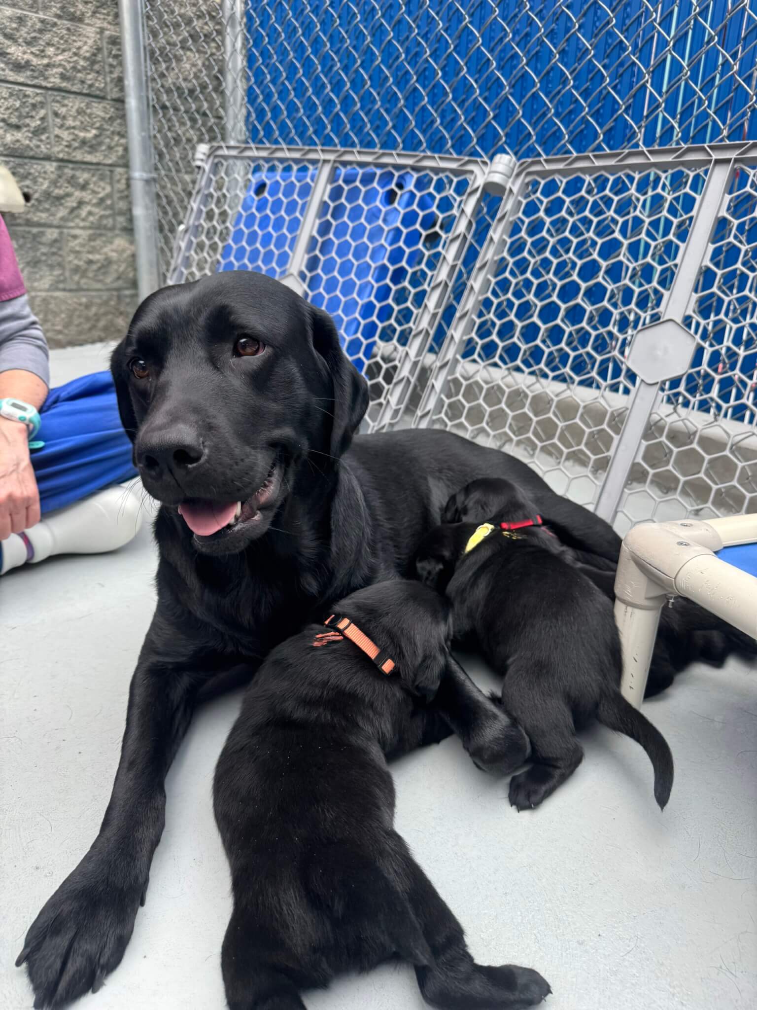 A black Labrador Retriever mama dog with her three black Lab puppies nursing. 