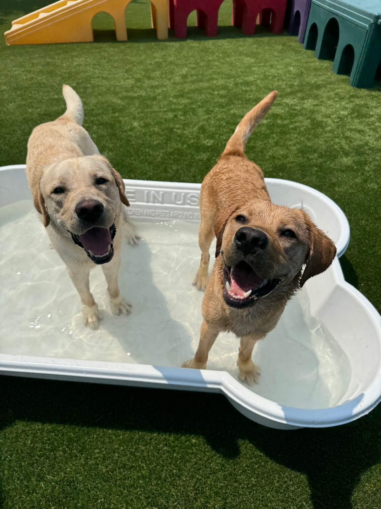 Two yellow Labrador Retrievers in a bone shaped swimming pool for dogs.
