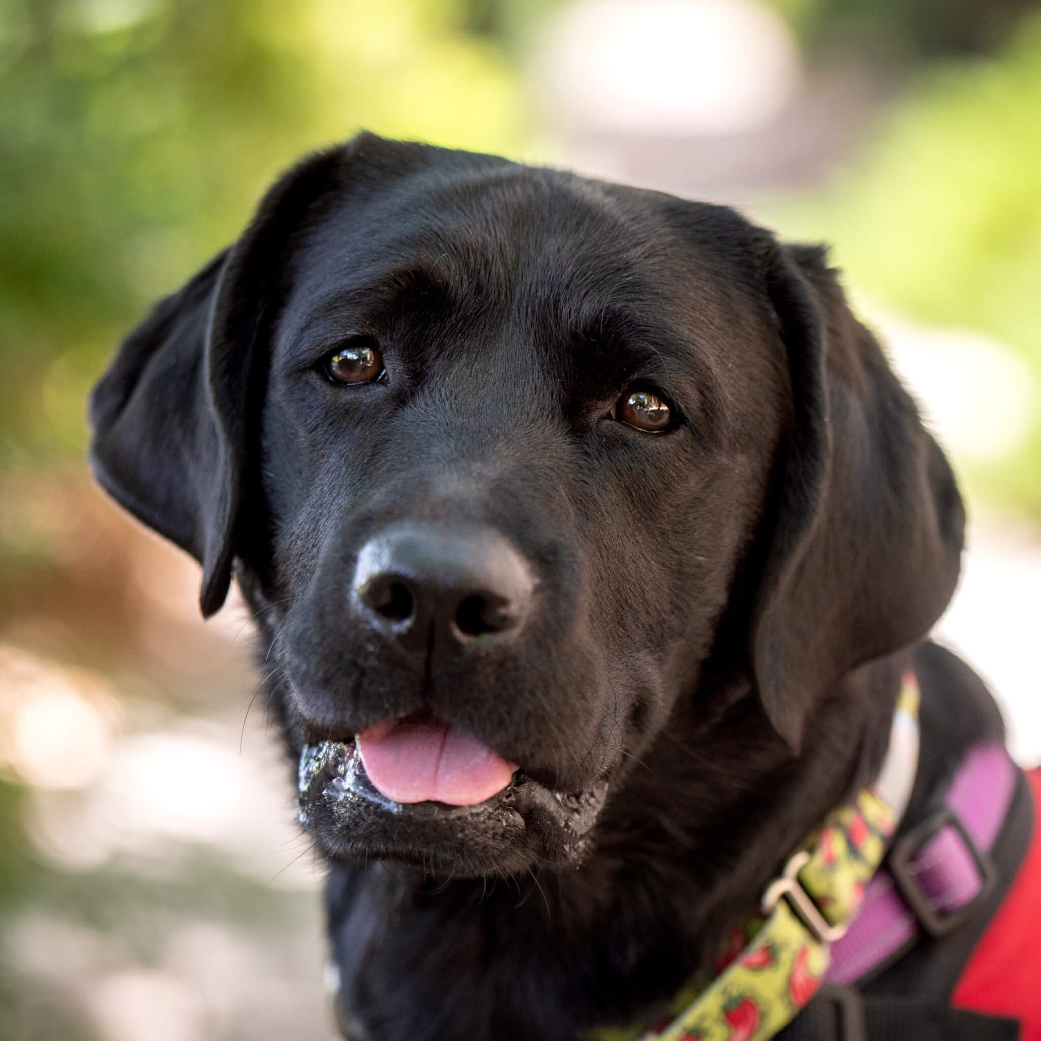 Cayenne, a black Labrador Retriever close up.