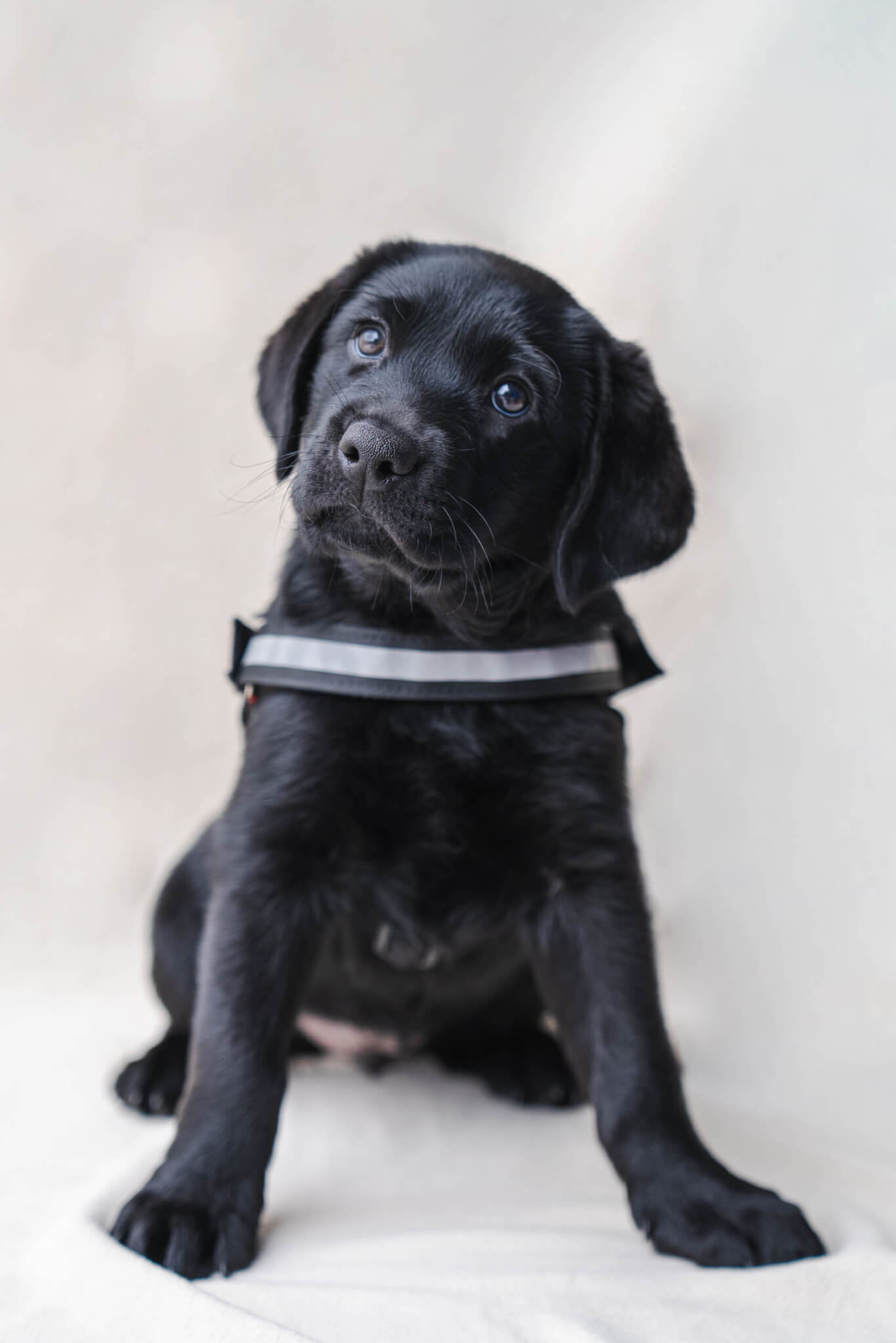 Black Labrador Retriever puppy wearing a Freedom Service Dogs service dog vest.
