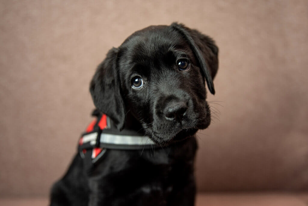 Black Labrador Retriever puppy wearing a red service dog vest that says "Freedom Service Dogs."