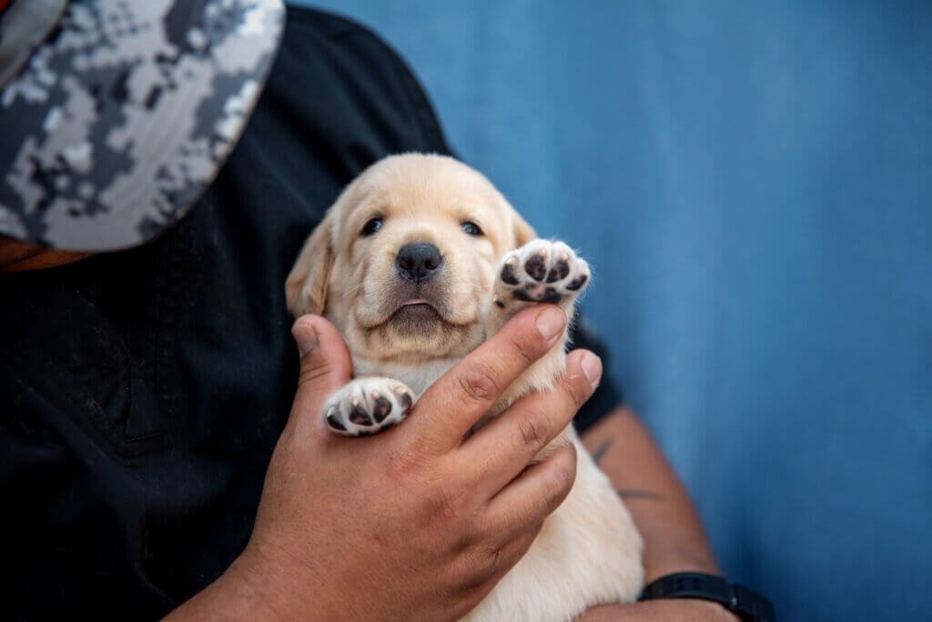 A yellow Labrador Retriever puppy training to be a service dog waving at the camera with his tiny paw.