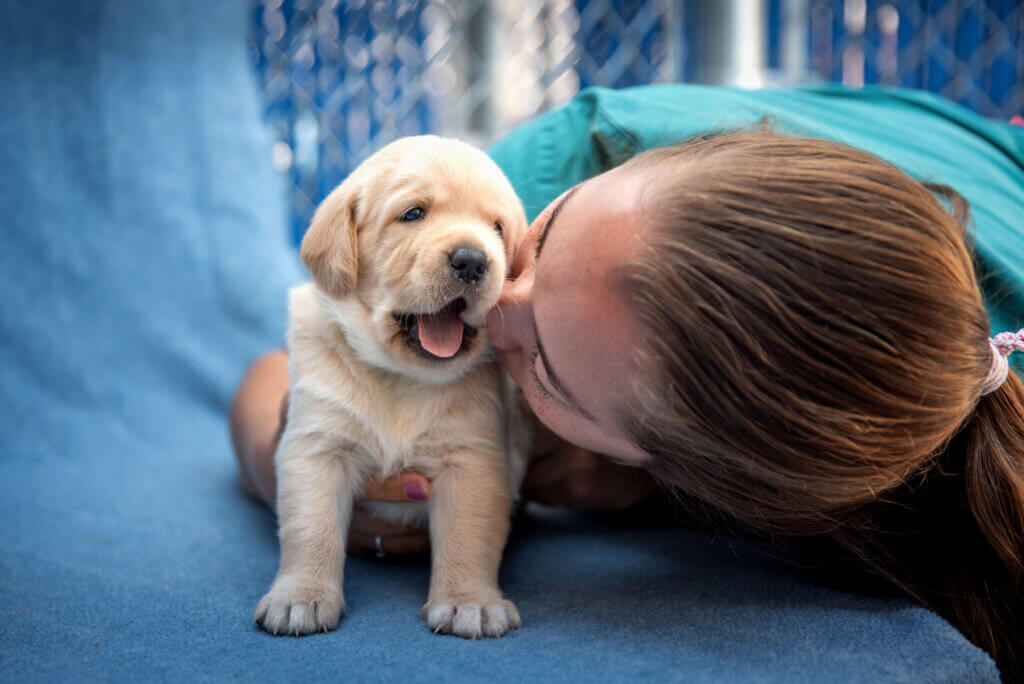 Yellow Labrador Retriever puppy with a volunteer puppy raiser.