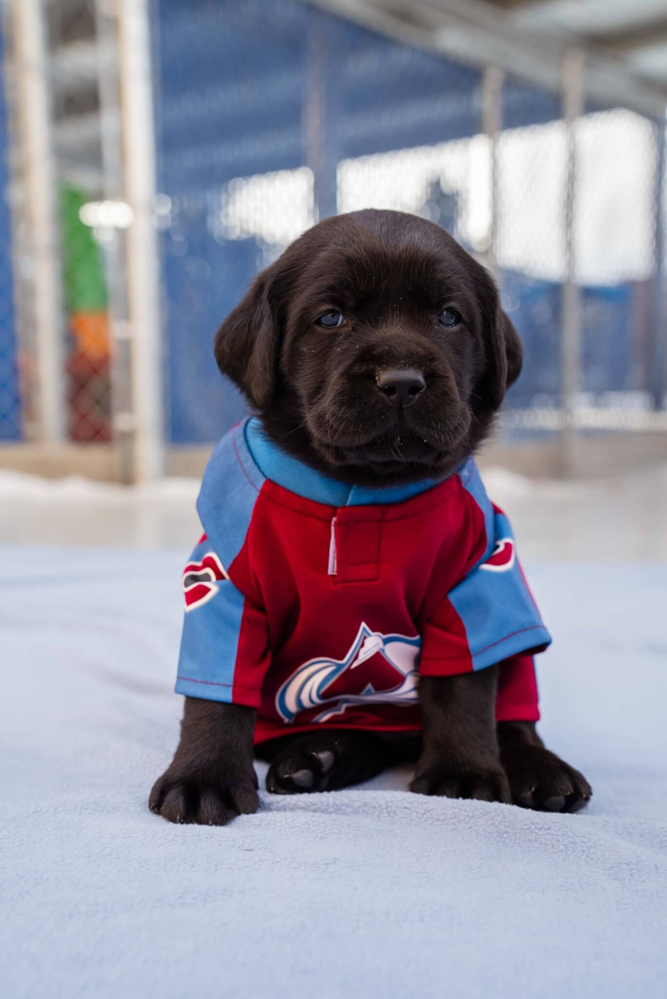 Black Labrador puppy, Colorado Avalanche Team Dog Maxy, wearing a Colorado Avalanche jersey.