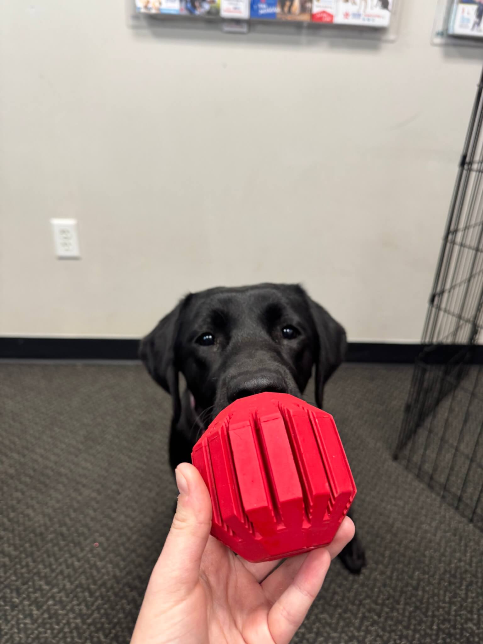 Maxy, a black Labrador Retriever, sniffing a red KONG puzzle toy. Dog enrichment. 