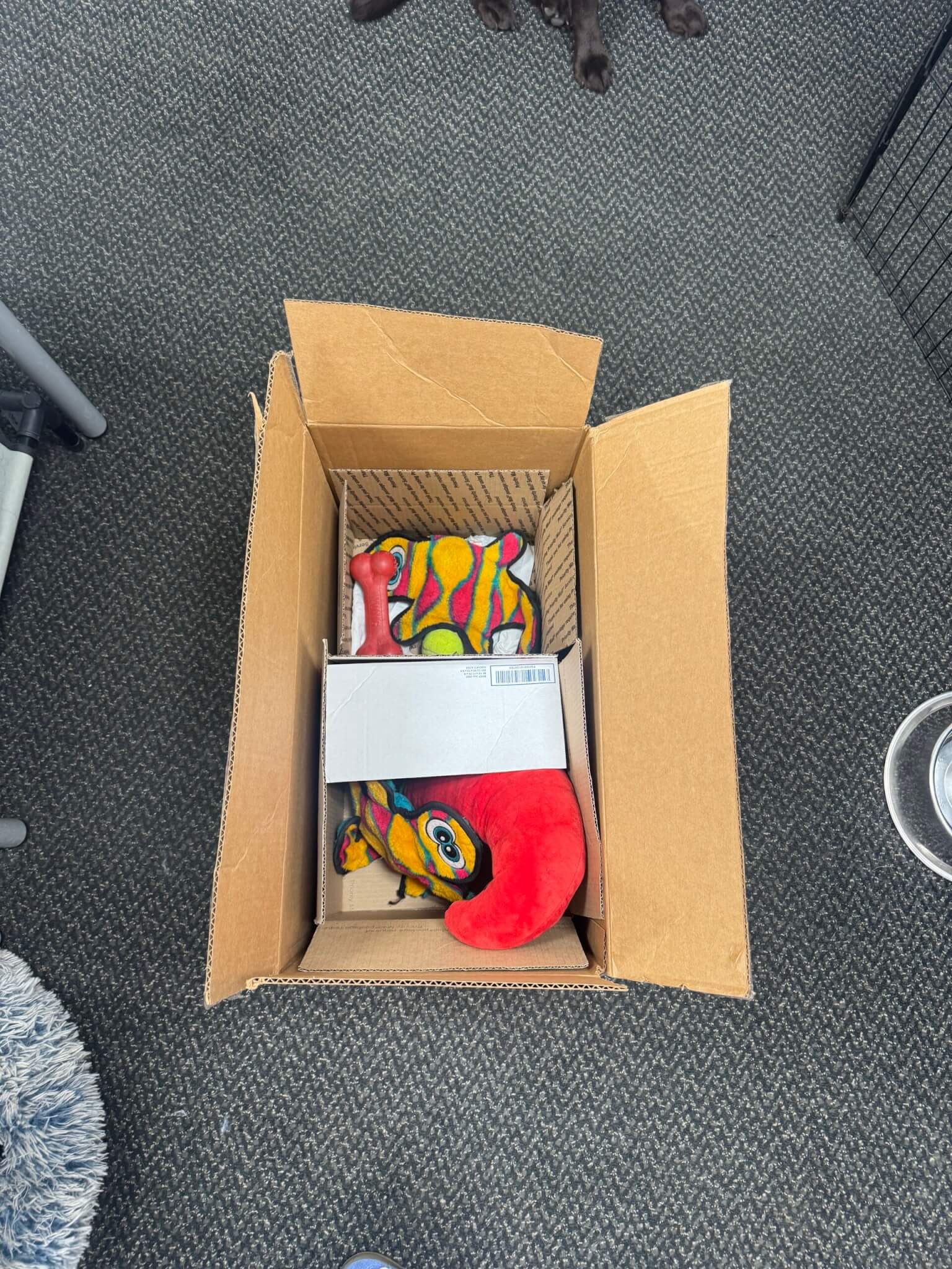 Busy box, dog foraging box. Box full of dog toys. Dog enrichment activity.