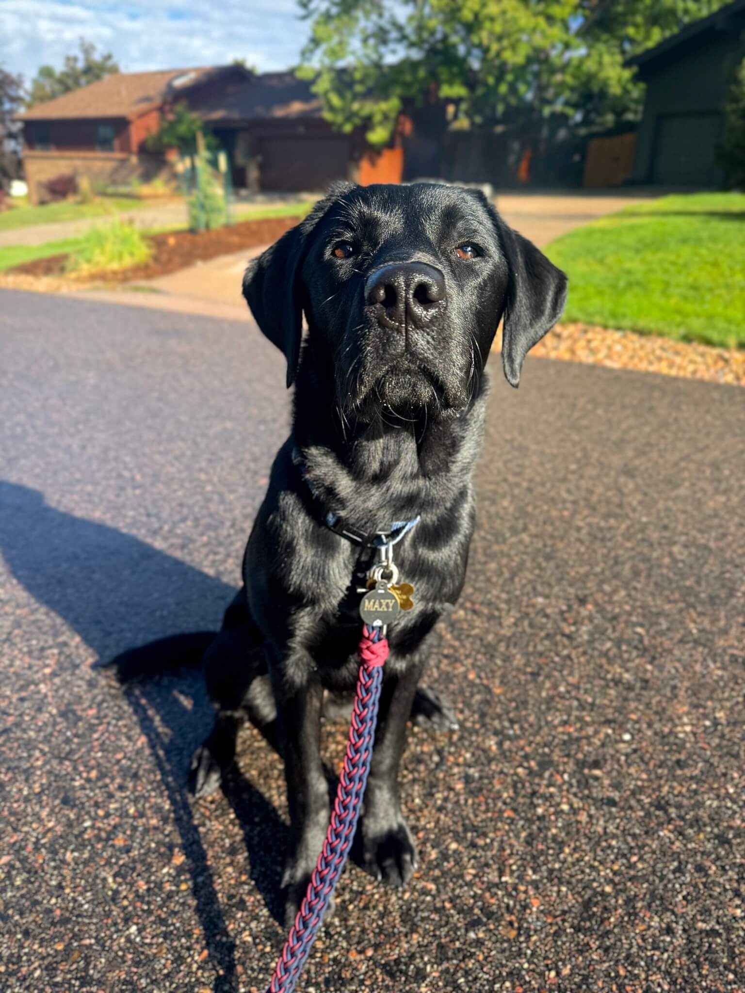 Maxy, the Colorado Avalanche Team Dog and a black Labrador Retriever puppy, sitting on a path wearing a leash. 