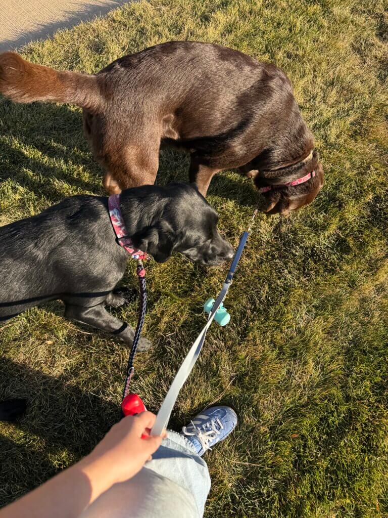 A black Labrador Retriever (the Colorado Avalanche Team Dog Maxy) and a chocolate Labrador Retriever on leashes sniffing the grass on a walk. 