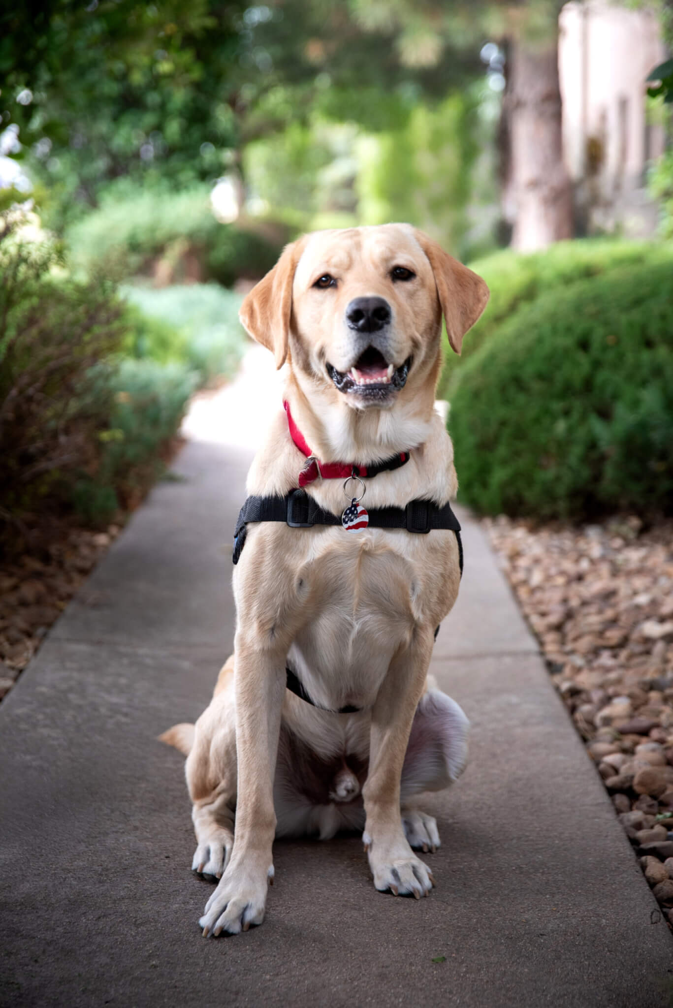Guster, a yellow Labrador retriever, wearing his blue FSD Facility Dog vest.