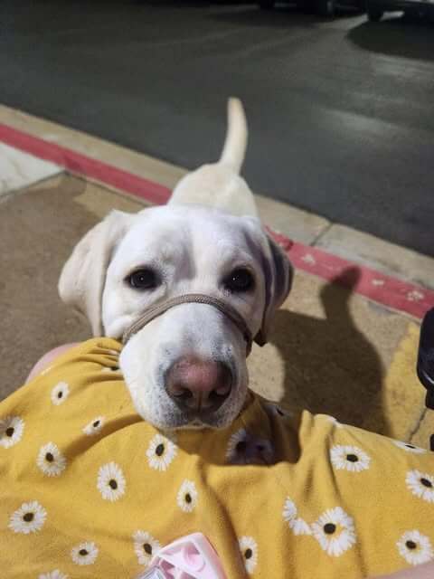 A yellow Labrador Retriever service dog with her head resting on her human's lap. 