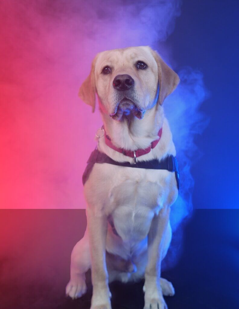 FSD Facility Dog Guster, a yellow Lab, with a red, white, and blue smoky background. 