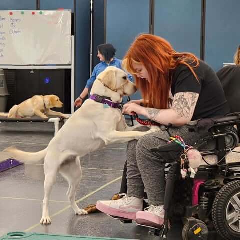 A young woman in a wheelchair with her yellow Labrador Retriever service dog on her lap. 