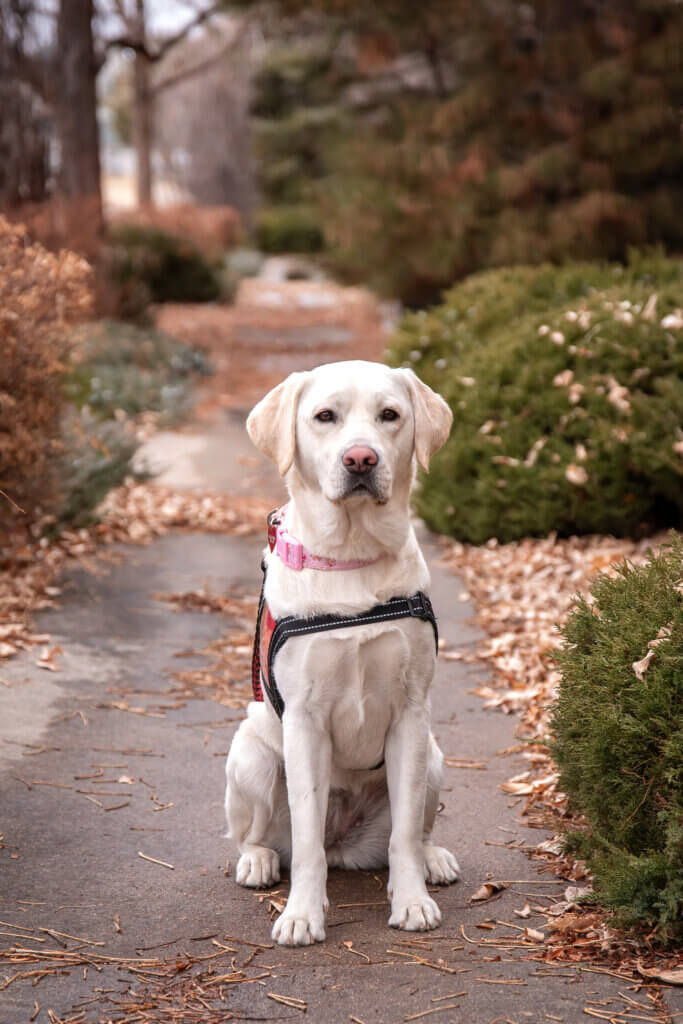 Cinema, a yellow Labrador Retriever, wearing a pink collar and a red Freedom Service Dogs service dog vest.