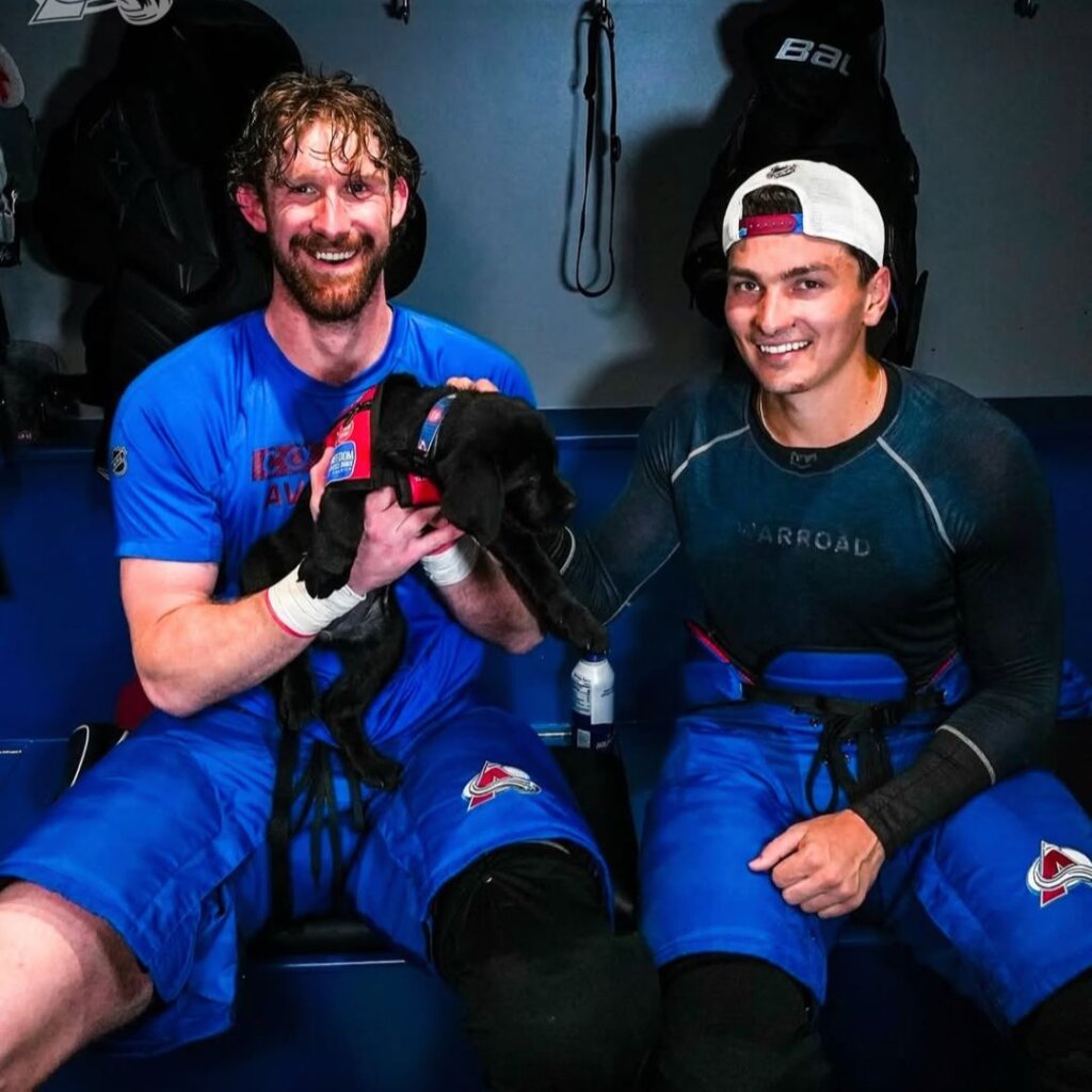 Black Labrador Retriever wearing a service dog vest with Colorado Avalanche players.