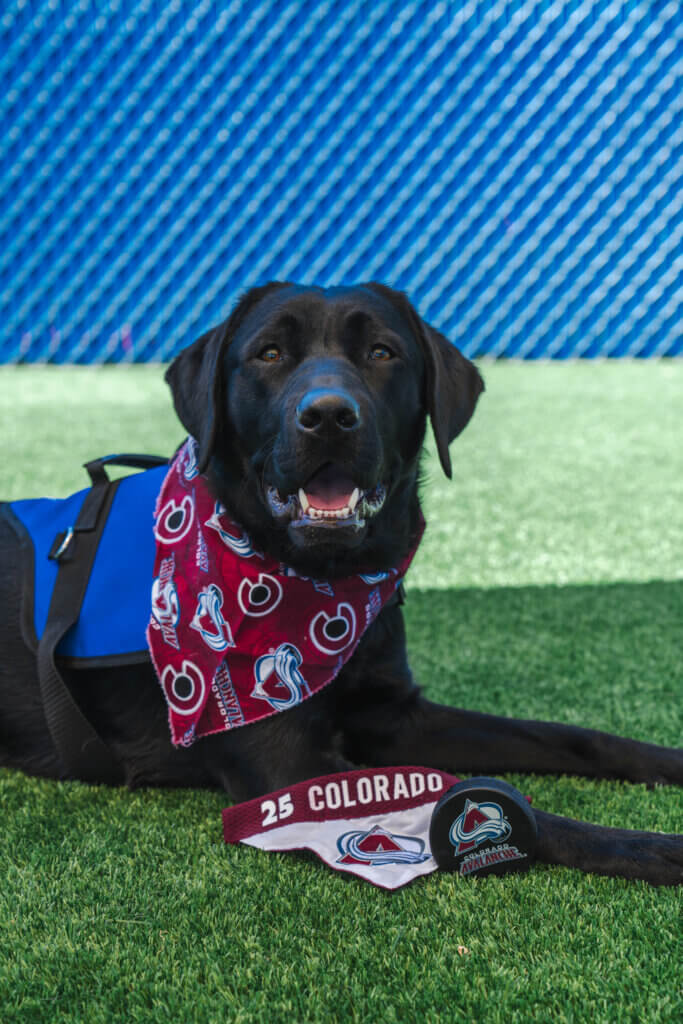 A black labrador retriever with Colorado Avalanche props. 