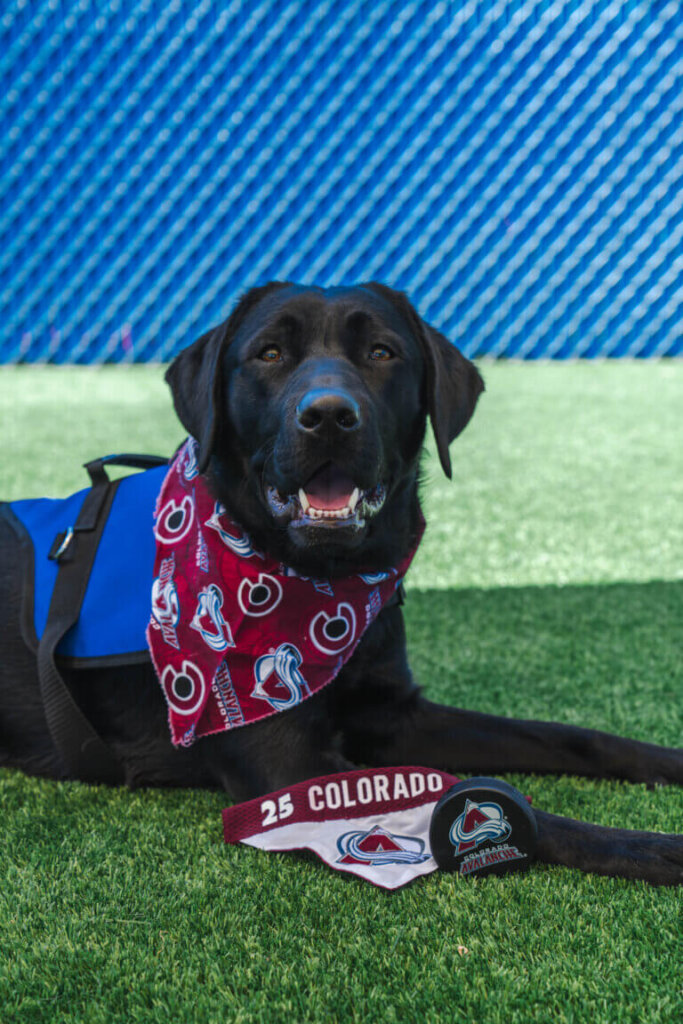 A black labrador retriever with Colorado Avalanche props.