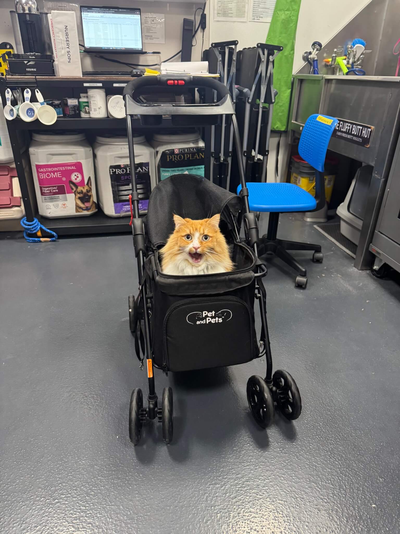 An orange and white fluffy cat sitting in a stroller.