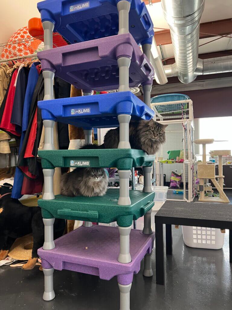 Cricket and Ladybug resting on training platforms. 
