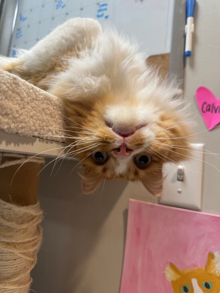 Orange and white cat hanging upside down. 