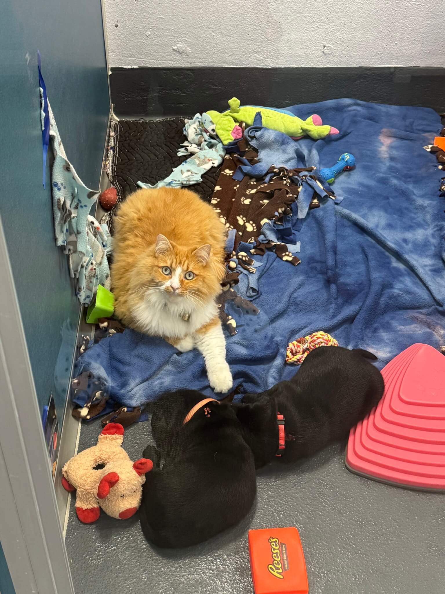 Orange and white Siberian cat Calvin in the nursery with two black Labrador puppies. 