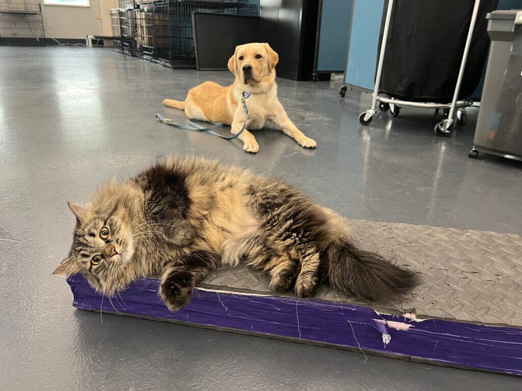 A tan and black Siberian cat laying down in front of a yellow Labrador retriever dog. 