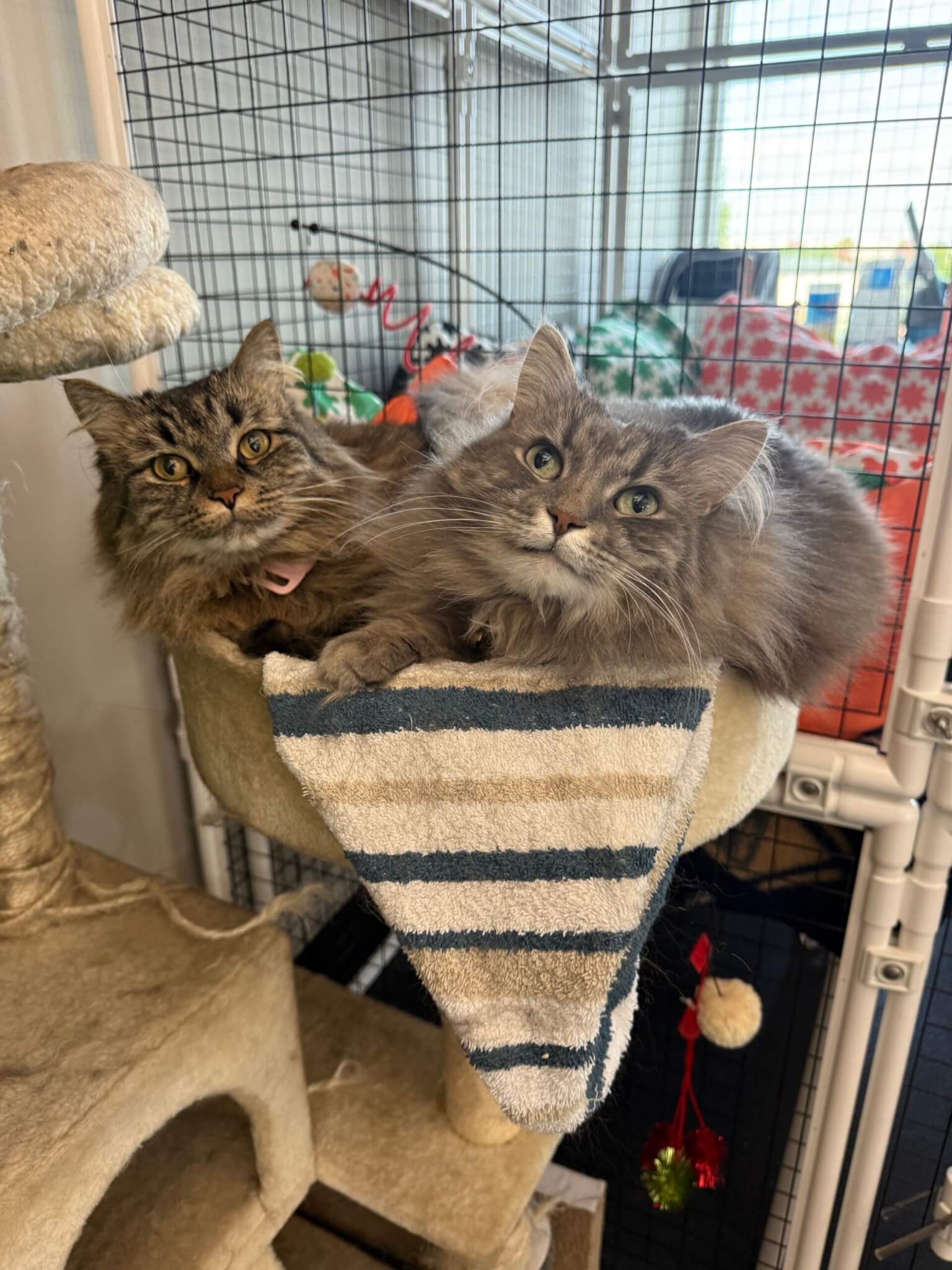 Siberian Forest Cats Cricket and Ladybug sitting in a cat tree.
