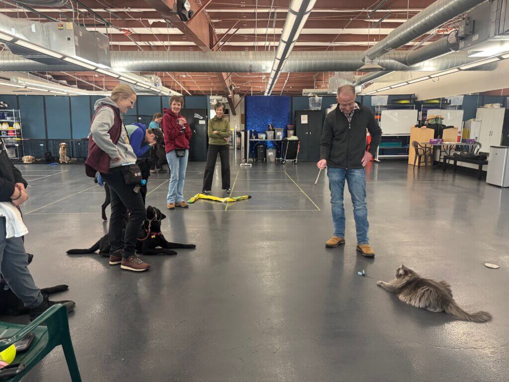 A room of people training dogs and a grey fluffy cat.