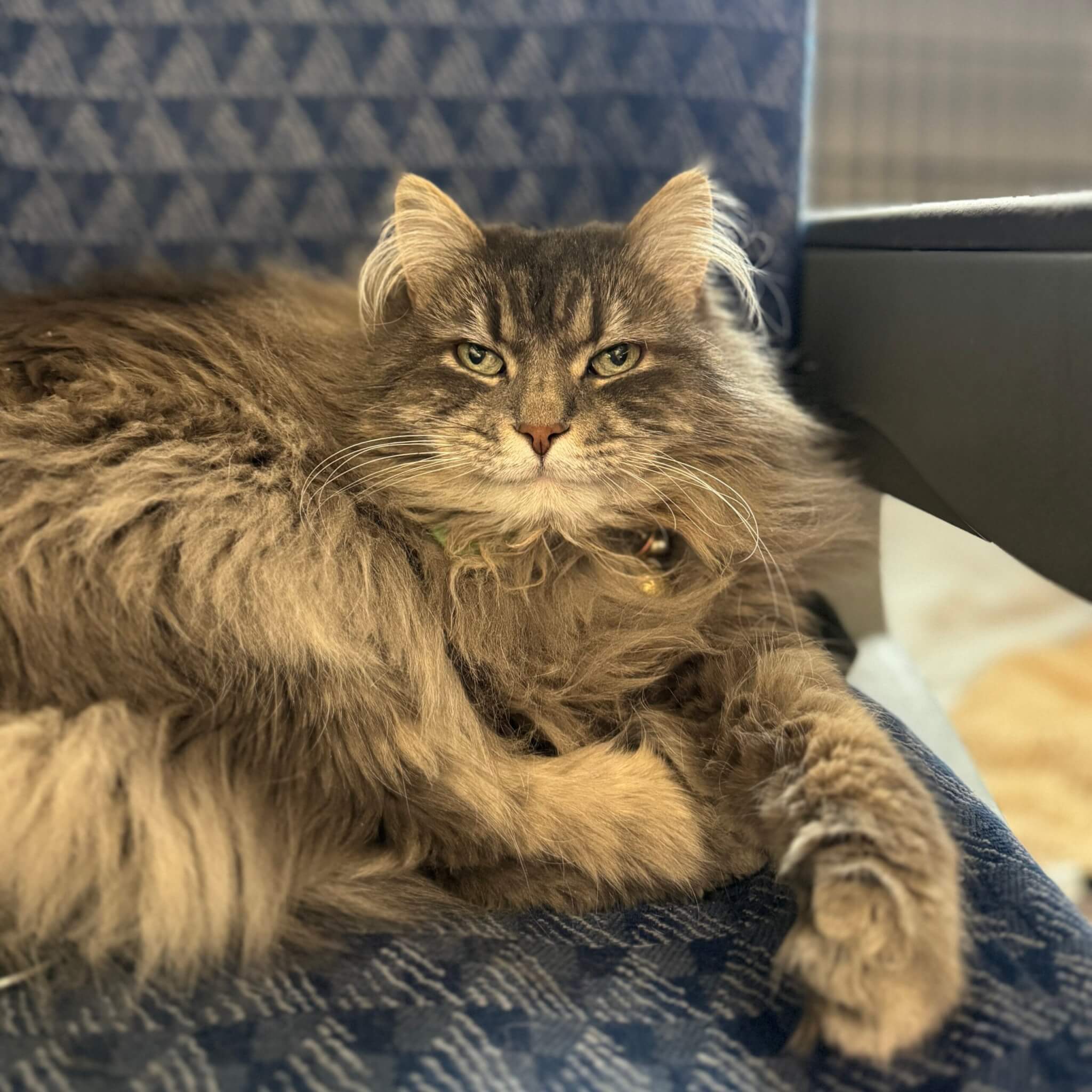 Gray Siberian Forest Cat Ladybug sitting on a chair.