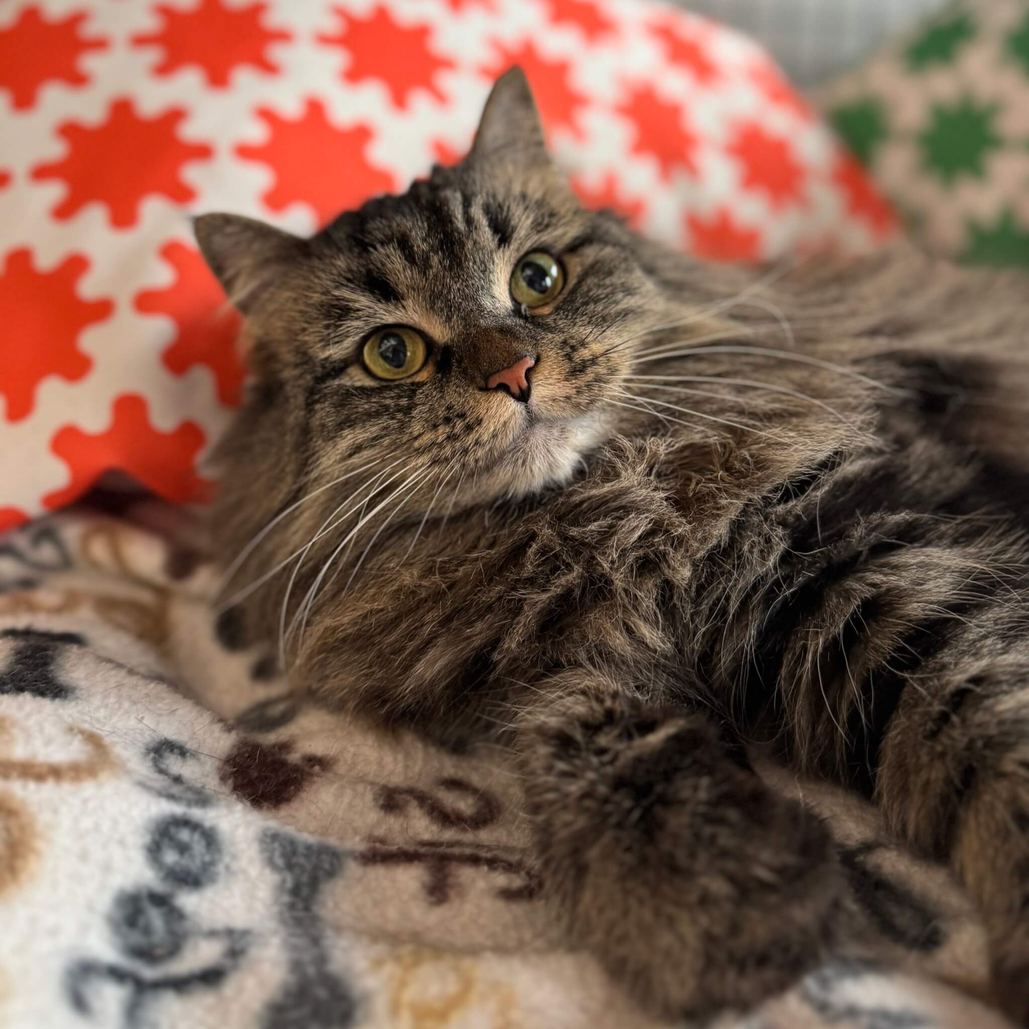 Brown and black Siberian cat Cricket laying on her side.