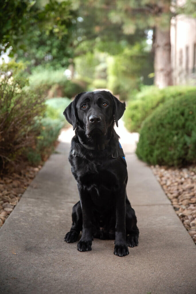 A black labrador retriever wearing a blue facility dog vest sitting on a sidewalk with green brush.