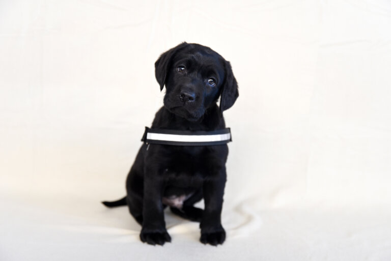 A black labrador retriever with Colorado Avalanche props.