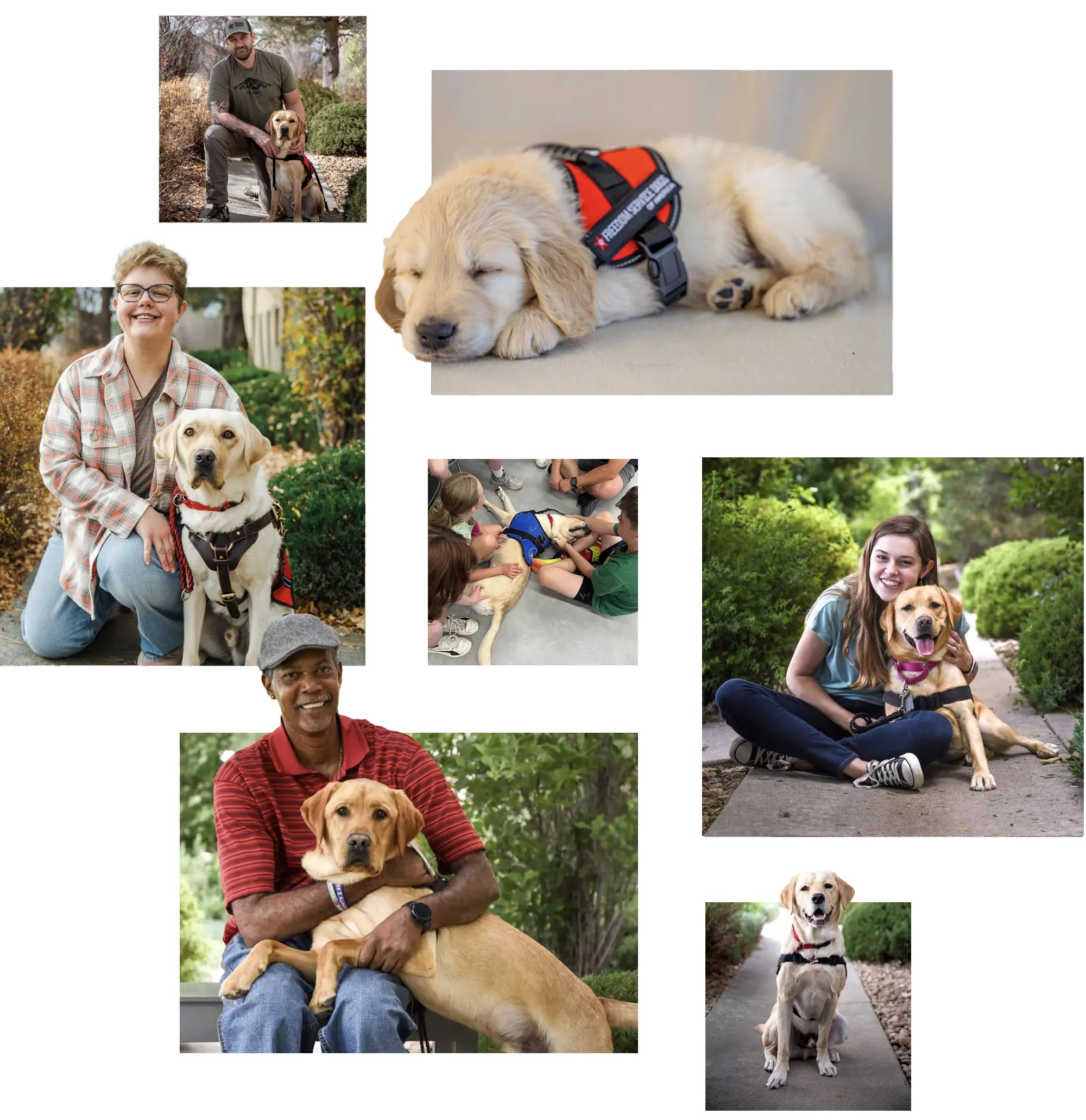 collage of photos of people posing with their service dogs and puppies