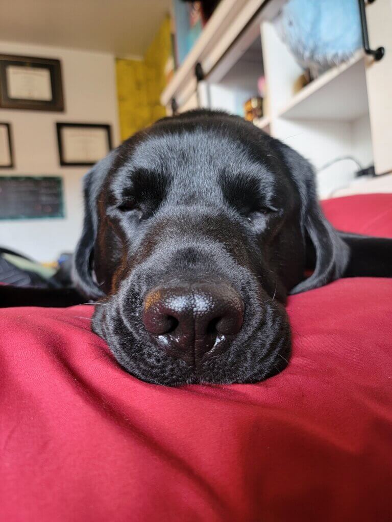 A sleeping black Labrador retriever.
