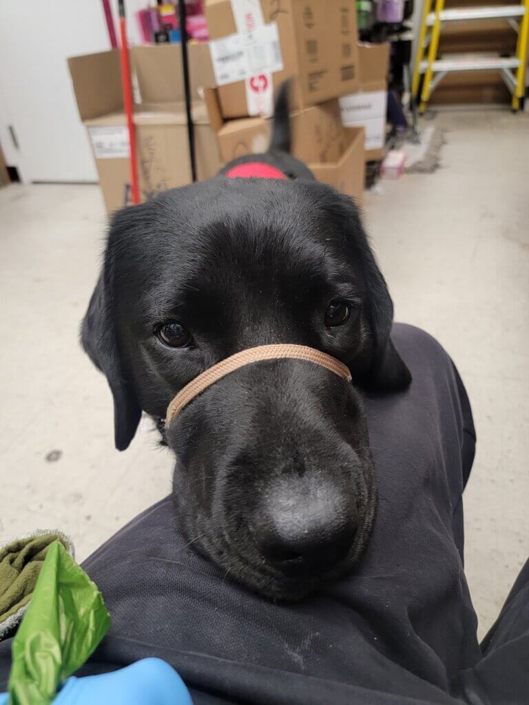 A black Labrador retriever wearing a Gentle Leader with his head on Vincent's lap.