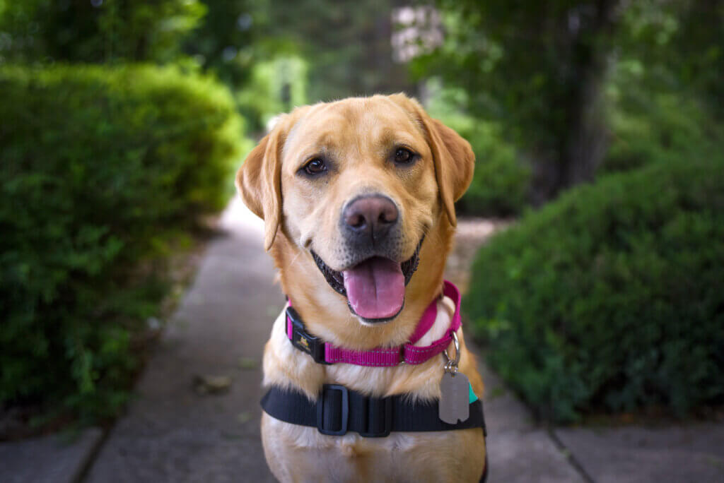 A yellow Labrador Retriever wearing a pink collar and a red service dog vest. She is smiling with her tongue sticking out. 