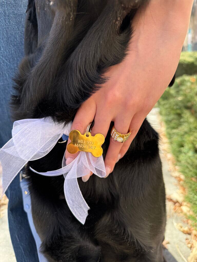 River wearing a "Will you marry me?" engraved tag with a white bow.