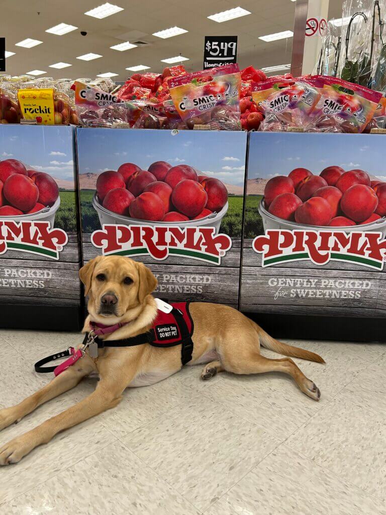 A yellow Labrador retriever wearing a red service dog vest laying down at the store in front of a peaches display with the logo "Prima."
