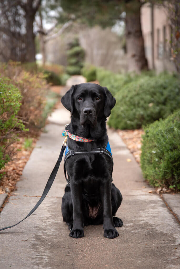Freedom Service Dogs Facility Dog Breeze.