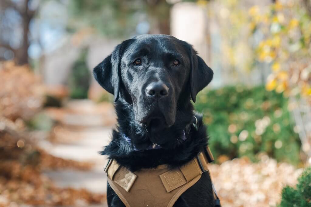 Service dog Huxley.