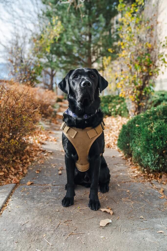 Service dog Huxley.