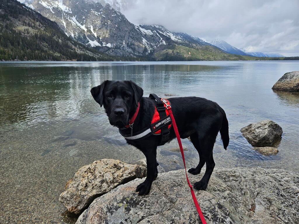 Service dog Huxley at the Grand Tetons.